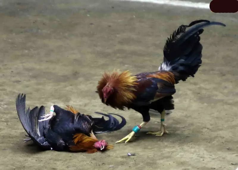 Cược chọi gà cựa sắt tại Go Win