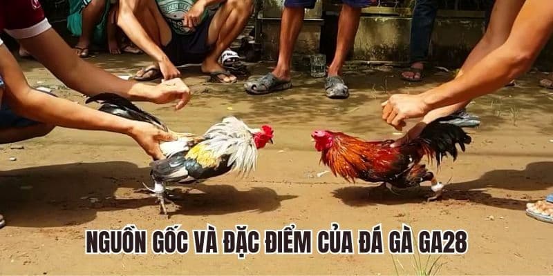 Đá gà GA28 có tính minh bạch cao