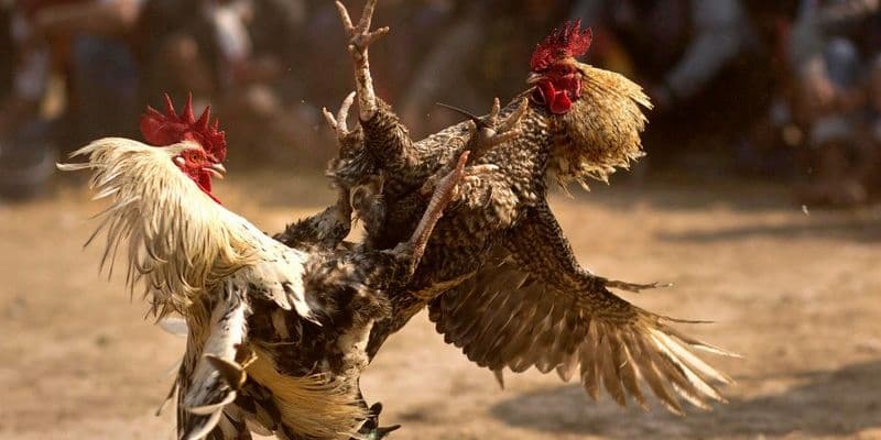 kèo cược nhà cái đưa ra